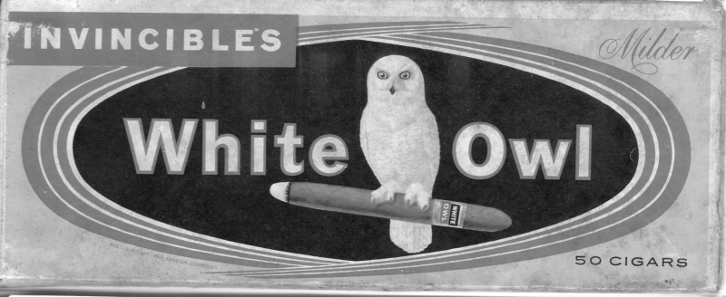 WhiteOwl.jpg